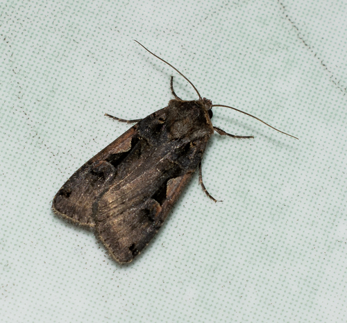 Setaceous Hebrew Character