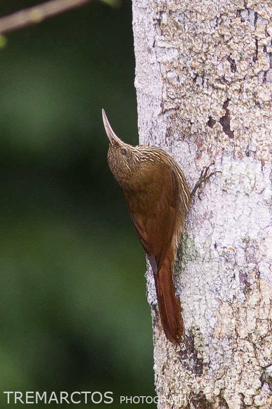 Inambari Woodcreeper photo