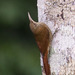 Inambari Woodcreeper - Photo (c) Ben, all rights reserved, uploaded by Ben