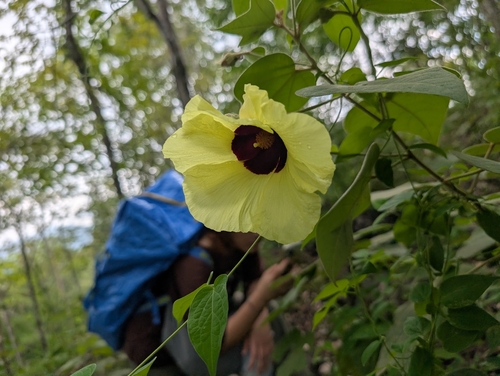 sea hibiscus