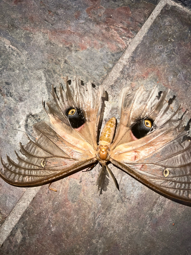 Polyphemus Moth