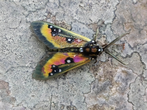 Chrysocale regalis