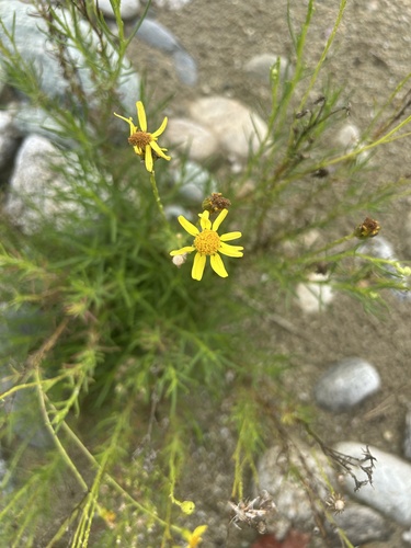 Narrow-leaved Ragwort