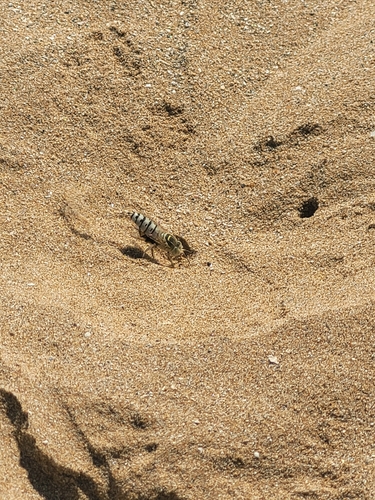 Bembix olivacea