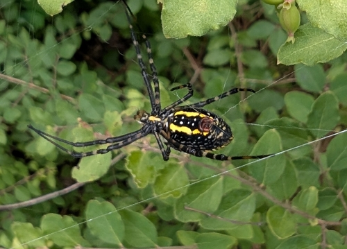 Banded Garden Spider