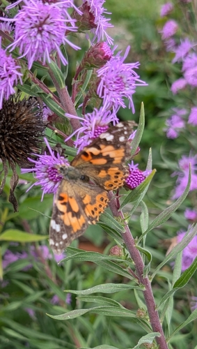 Painted Lady