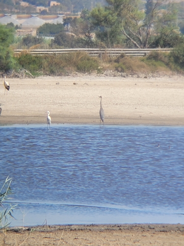 Grey Heron