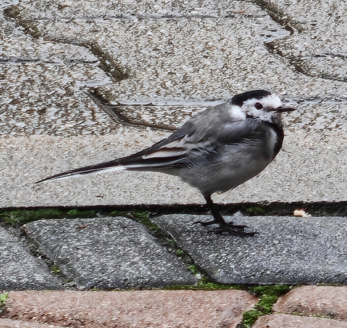 White Wagtail