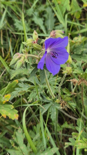 Meadow Crane's-bill
