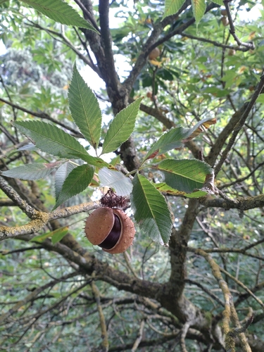 horse-chestnut