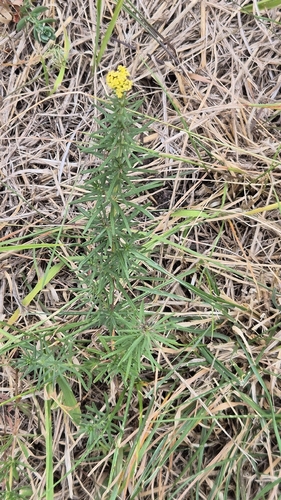 Lady's Bedstraw