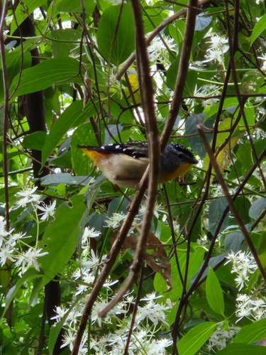 Spotted Pardalote