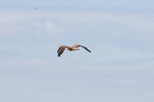 Red Kite