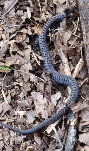 Smooth Snake
