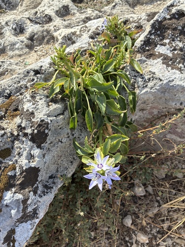 Campanula versicolor tenorei
