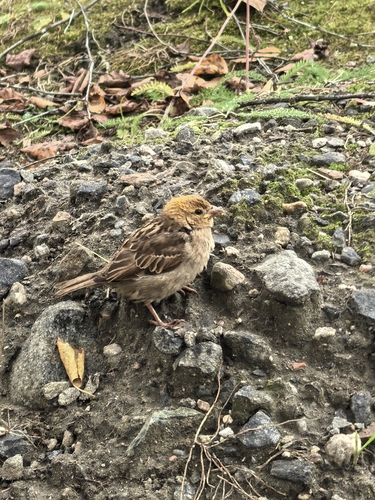 House Sparrow