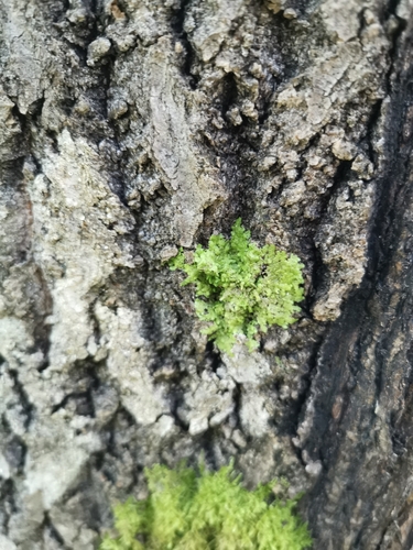 Flat-leaved Scalewort
