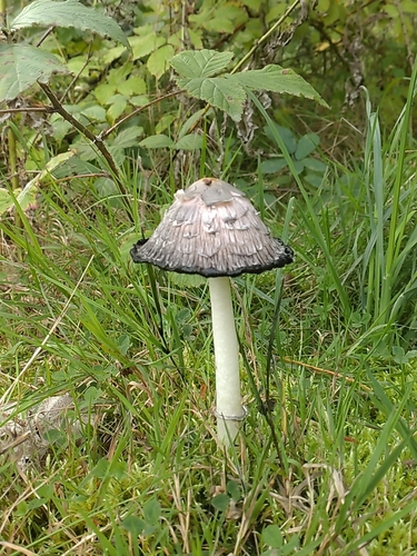 Shaggy Mane
