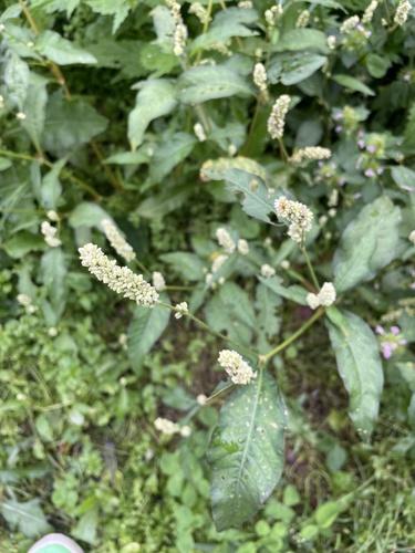 pale smartweed