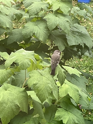 Spotted Flycatcher