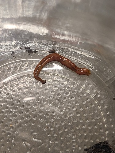 Wandering Broadhead Planarian