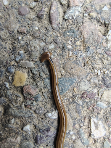 Shovel-headed Garden Worm