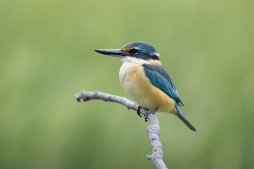 Sacred Kingfisher