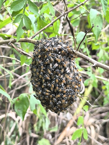 Red Dwarf Honey Bee