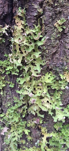Tree Lungwort