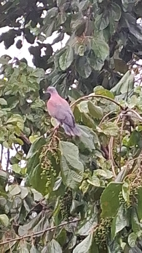 Pale-vented Pigeon