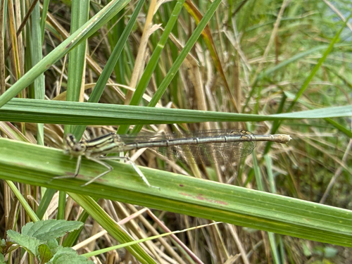 Blue Featherleg