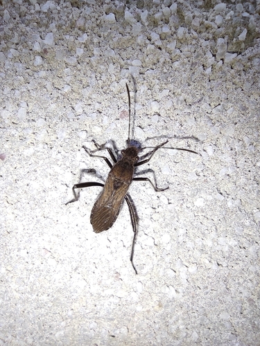 ant bug