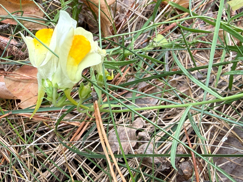 common toadflax