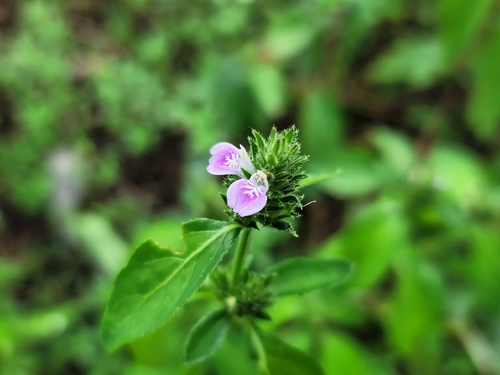 Purple Justicia