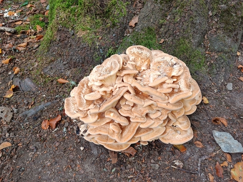 Giant Polypore
