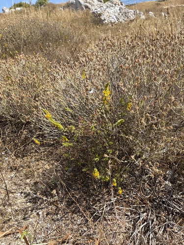 Yellow Odontites