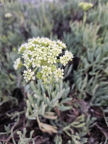 rock samphire