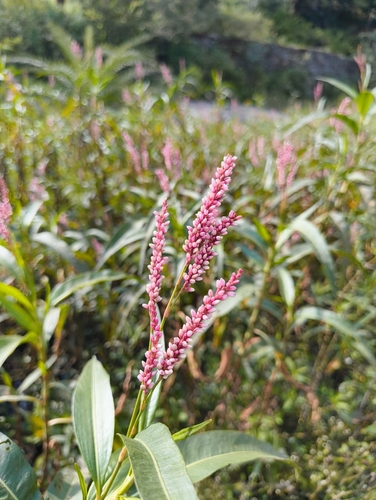 Dense-flowered smartweed