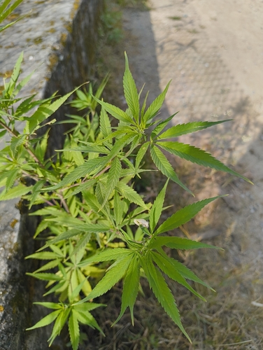 Cannabis