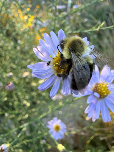 Common Eastern Bumble Bee