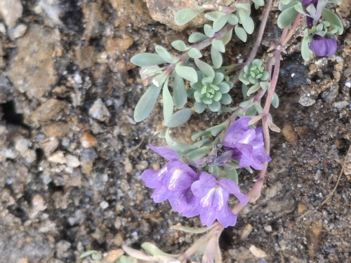 Alpine Toadflax