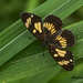 Ezra Checkerspot - Photo (c) Andres Hernandez, all rights reserved, uploaded by Andres Hernandez