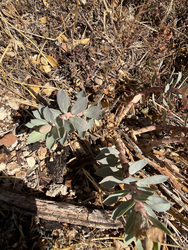 Donkey Tail