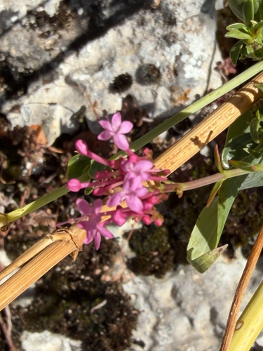 Red Valerian
