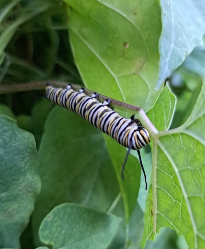 Monarch