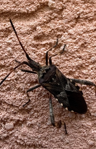Western Conifer Seed Bug