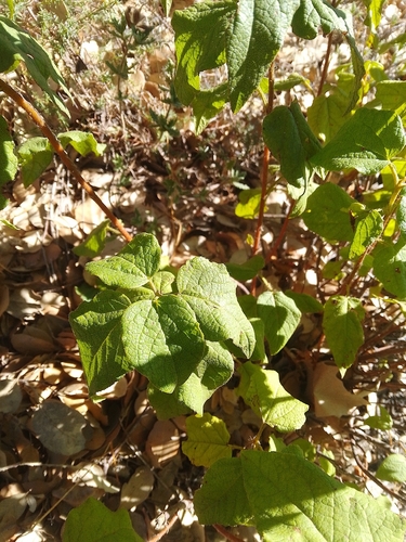 Poplar-leaved rock-rose