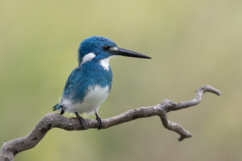 Small Blue Kingfisher