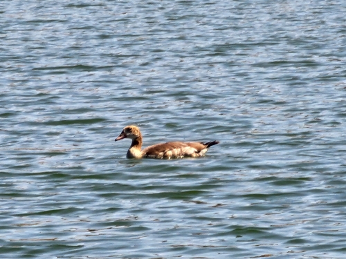 Egyptian Goose