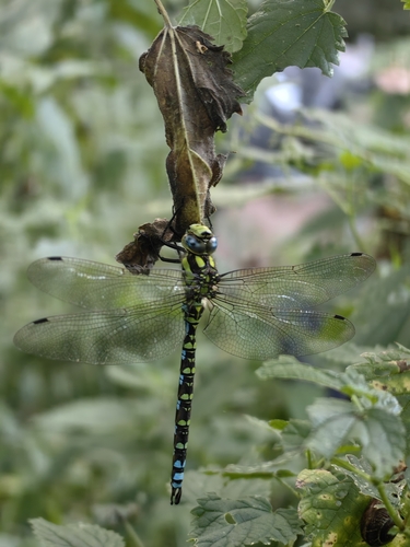 Southern Hawker